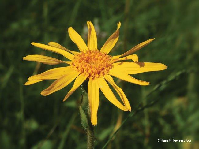 Arnica montana | Plantenzoeker